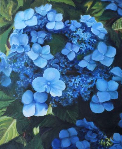 Blue Hydrangea Cropped