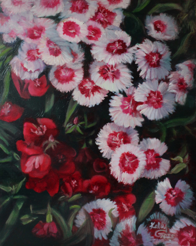 Dianthus Flowers